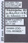 Etikett zu Neofleutiauxia valentinae (Platia, 1986)